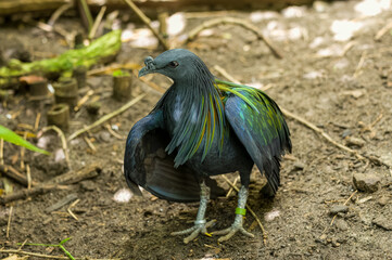 Close up of a Nicobar pigeon Caloenas nicobarica in captivity..