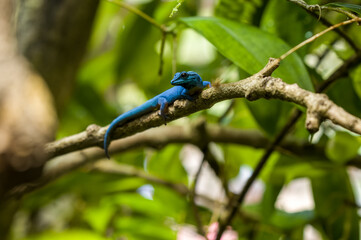 A turquoise dwarf gecko, Lygodactylus williamsi at Jersey zoo.