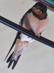 귀여운 얼굴의 제비