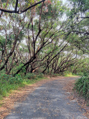 Naklejka na ściany i meble Walking track at Sugarloaf Point through Australian eucalypt forest