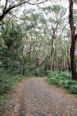 Fototapeta na wymiar Walking track at Sugarloaf Point through Australian eucalypt forest