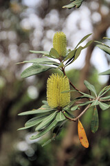 Yellow Coastal Banksia flowers in bloom