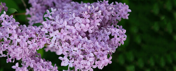 Obraz premium Beautiful blooming varietal selection Syringa vulgaris. Close-up of spring lilac violet flowers, abstract soft floral background for text on a greeting card. Top view.