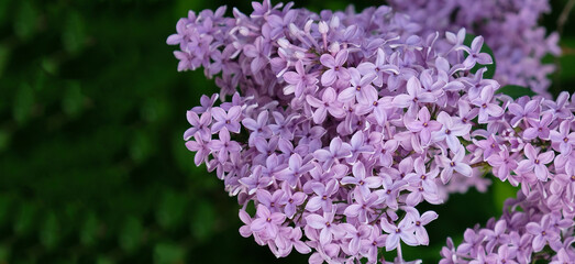 Beautiful blooming varietal selection Syringa vulgaris. Close-up of spring lilac violet flowers, abstract soft floral background for text on a greeting card. Top view.