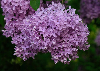 Obraz premium Beautiful blooming varietal selection Syringa vulgaris. Close-up of spring lilac violet flowers, abstract soft floral background for text on a greeting card. Top view.