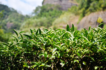 fresh tea leaves in the tea garden under the sun, China