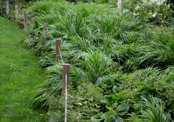 look absolutely luxurious, especially planted in larger bunches or in larger areas. a favorite...