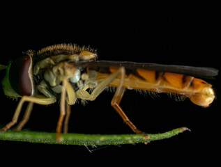 静止する葉先の羽虫