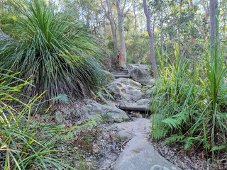 Bush walking track through Australian bush. In eucalypt forest with ferns and a rocky track