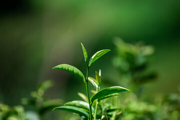 Closeup green tea leaf in garden ,on blurred background.