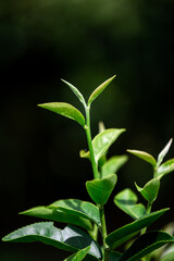 Closeup green tea leaf in garden , blurred background.