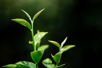 Closeup green tea leaf in garden , blurred background.