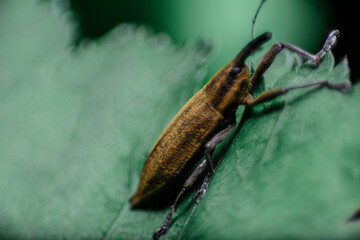 隠れていた甲虫