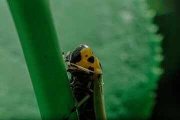 ツマグロオオヨコバイ