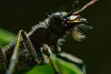ニワハンミョウ
