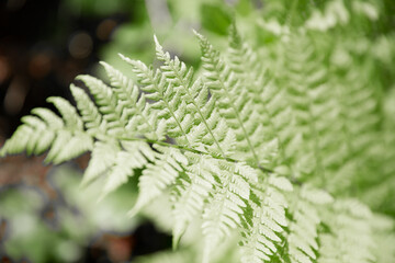 Beautiful fern leaf texture in nature. Natural floral ferns background. Fern leaves Closeup. Fern plants in forest. Green ferns nature concept or banner. Decorative foliage. Forest postcard.