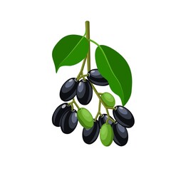 Vector illustration, Jambolan plum or Javanese plum, scientific name Syzygium cumini, isolated on a white background, exotic fruit as a medicinal herb.