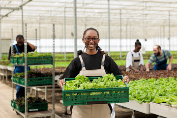 Portrait of greenhouse cultivator holding crate with bio lettuce grown without pesticides ready to...