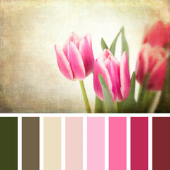 Pink and white tulips with retro style processing, in a colour palette with complimentary swatches. 