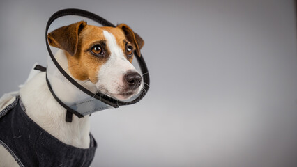 Dog jack russell terrier in a blanket and a conical collar after surgery on a gray background. Copy space. 