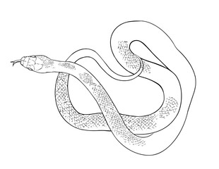 Fototapeta premium Snake
