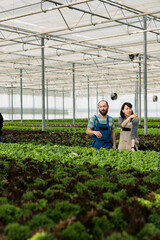 Man and woman cultivating salad in hydroponic enviroment pointing at another row bio green lettuce and vegetables. Tired caucasian couple working in hot greenhouse with different crops.