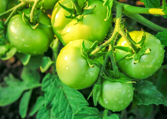 young green tomato grows on a bed on a vegetable farm. growing vegetables concept