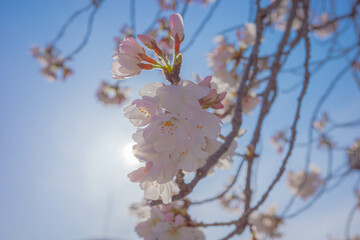 桜と青空