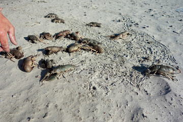 crabs on sand