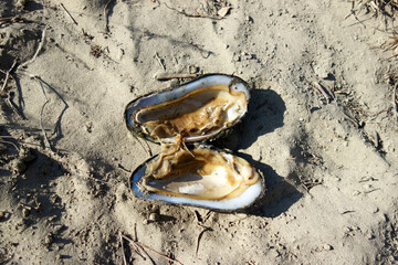 shell on a beach in summer