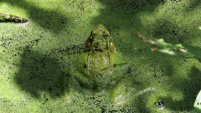 Close up toad frog in green algae water croaking ribbit and jumping away
