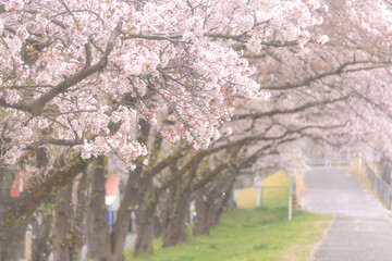 桜満開