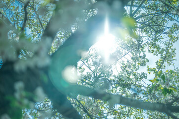 桜と太陽