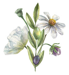 Delicate bouquet with wild flowers, white and purple hues, field greens. Floral, watercolor illustration isolated on white background.