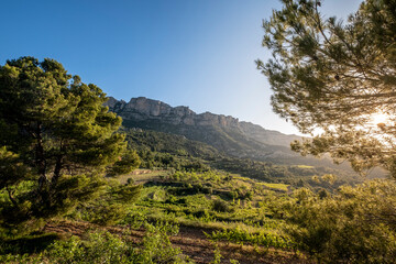 Vineyards during sunrise in Morera de Montsant in the Montsant appellation of origin wine region in the province of Tarragona in Spain