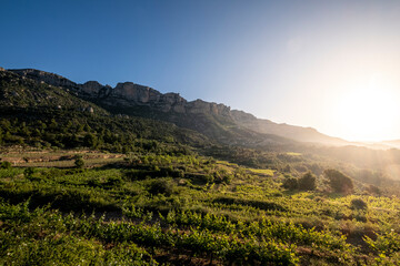 Fototapeta na wymiar Vineyards during sunrise in Morera de Montsant in the Montsant appellation of origin wine region in the province of Tarragona in Spain