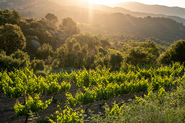 Vineyards during sunrise in Morera de Montsant in the Montsant appellation of origin wine region in...