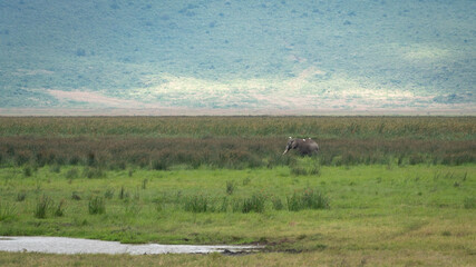 Fototapeta na wymiar Elephant with birds in Serengeti National Park