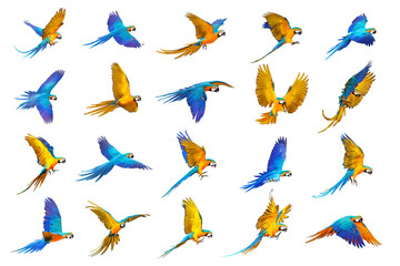 Set of Blue and gold macaw parrot isolated on white background. - obrazy, fototapety, plakaty