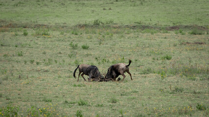 Naklejka na ściany i meble Wildebeast fighting in Serengeti National Park Tansania