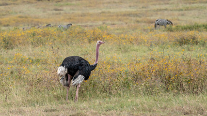 Naklejka premium Ostrich in Serengeti National Park