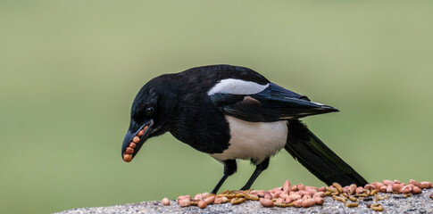 Magpie with nuts © Grant