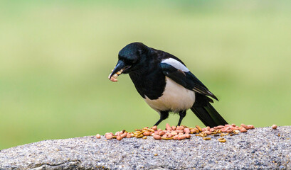 Magpie eating nuts
