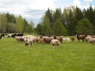 Fototapeta na wymiar A group of black and white sheep graze on a green meadow, livestock and farming concept