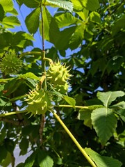 Chestnut and sky. Green chestnut and sky. Prickly green chestnut.