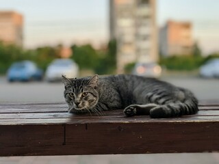 Striped cat