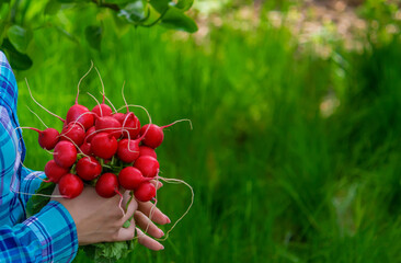 The farmer holds freshly picked vegetables in his hands.