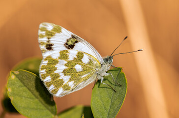 orange type butterfly perched on green leaf waiting