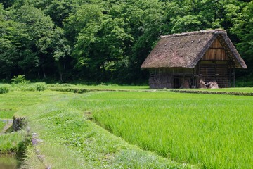 白川郷・世界遺産（岐阜県・白川村）