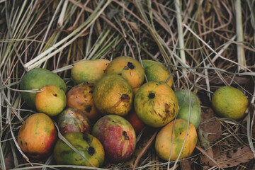Summery seasonal juicy fresh red-yellow mangoes in the basket